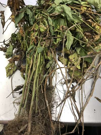 Soybean plant