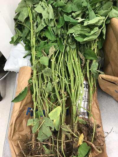 Soybean plant