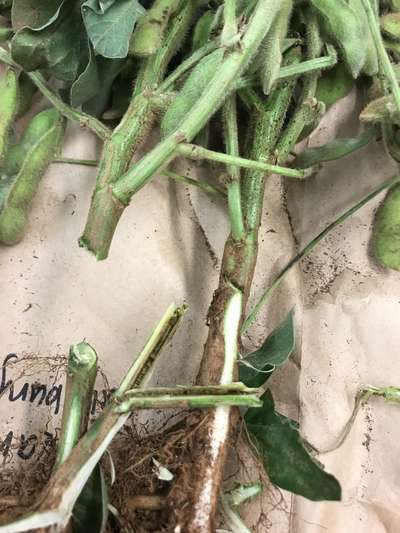 Soybean stems