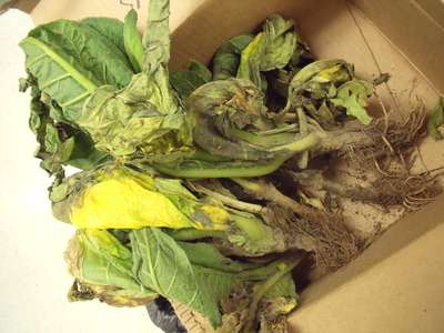 Tobacco sample as received
