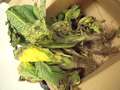 Tobacco sample as received
