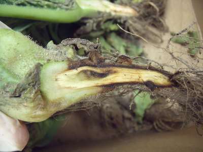 Tobacco pith split in half showing the blackening caused by black shank