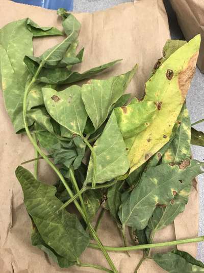 Soybean leaves