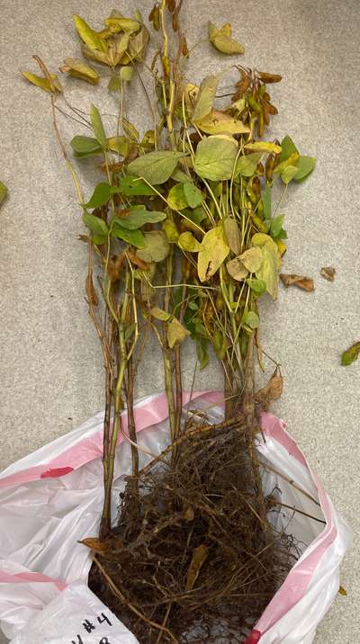 Soybean plant