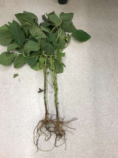 Soybean plant