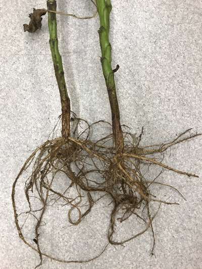 Soybean stems