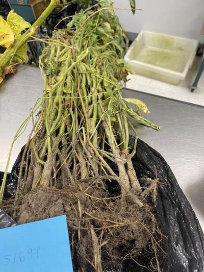 Soybean plant as received by the clinic