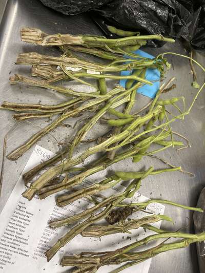Soybean stem split in half lengthwise