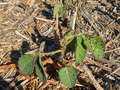 Up-close photo of a soybean plant with multiple false chinch bugs present