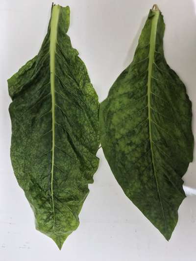 Tobacco leaves showing signs of mosaic motling