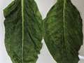 Tobacco leaves showing signs of mosaic motling