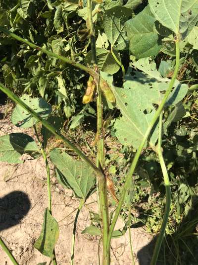 Soybean plant