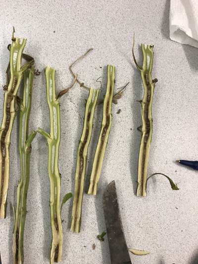 Soybean stems
