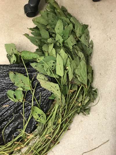 Soybean plant