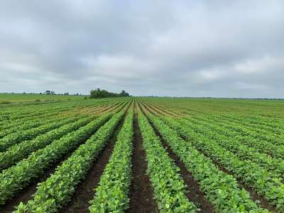 Soybean field