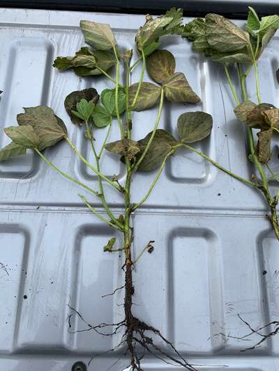 Soybean plants