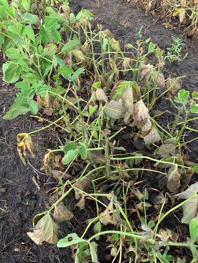 Soybean plants