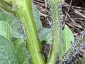 Up-close of white irregular masses on soybean stem