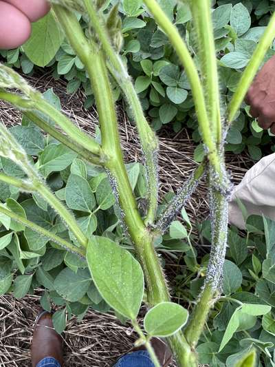 Up-close of white irregular masses on soybean stem