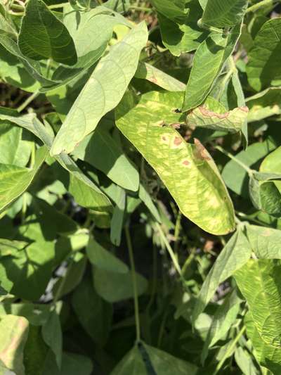 Soybean leaves