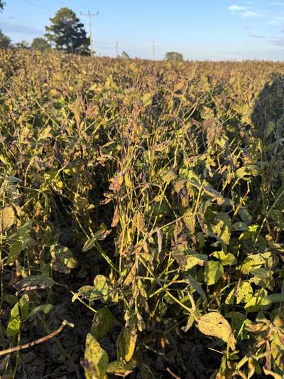 Affected soybean field