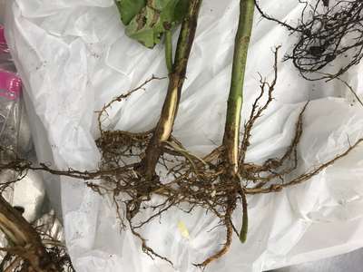 Soybean roots