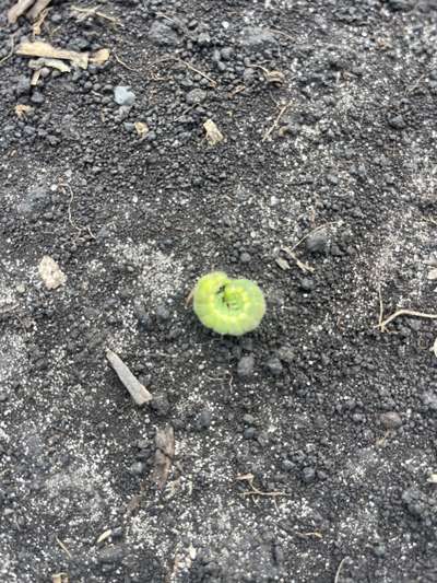 Up-close photo of a corn earworm curled up, green in color.