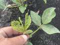 Up-close photo of a soybean plant with defoliation present throughout leaves.