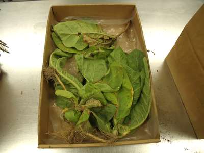 Tobacco leaves sample as received by the clinic