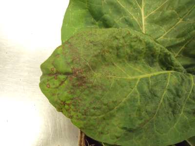 Tobacco leaf with TSWV