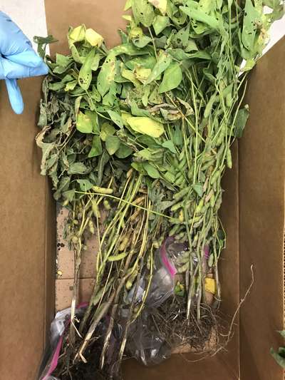 Soybean plant