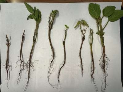 8 soybean seedlings laid out on a white background