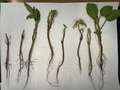 8 soybean seedlings laid out on a white background