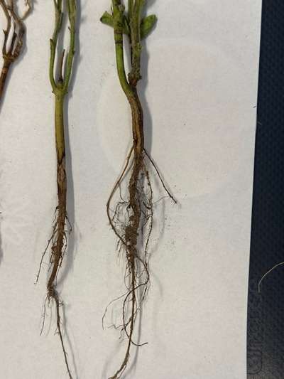Close-up of the roots and stem of some of the seedlings