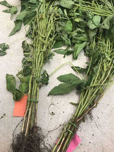 Soybean plants