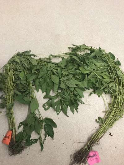 Soybean plants