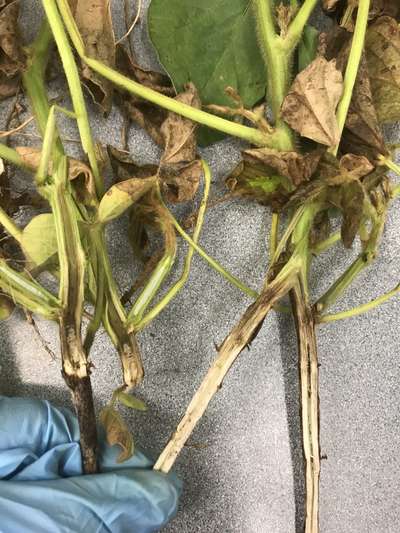 Soybean stems