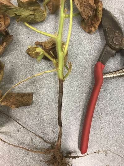 Soybean stem