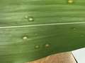 Corn leaf with oval tan spots