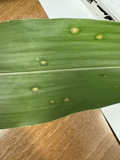 Corn leaf with oval tan spots