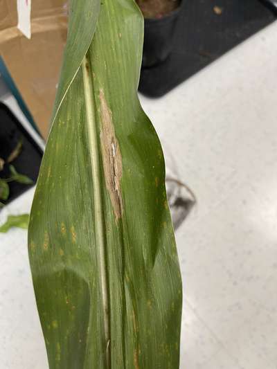 Corn leaf showing NCLB symptoms