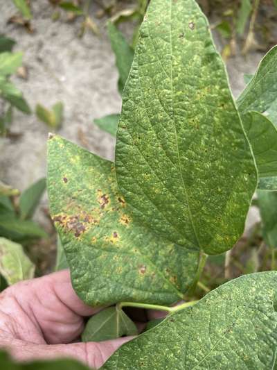 Soybean leaves
