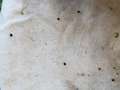 Close-up photo of sweep net showing small black insects.