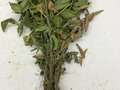 Soybean plant