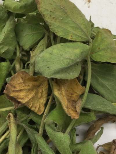 Soybean leaves