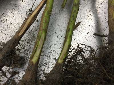 Soybean stems
