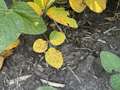 Multiple soybean plants showing necrosis of leaves and patchy browning areas.