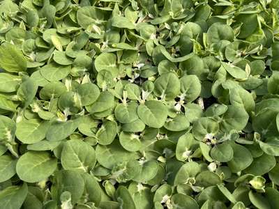 Tobacco seedlings in a float tray showing a bleached lower part of the leaf.
