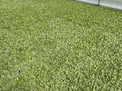 Tobacco float trays affected by bleaching on the lower part of the leaves