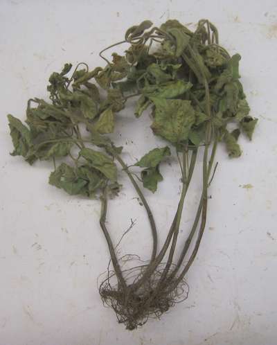 Soybean plant